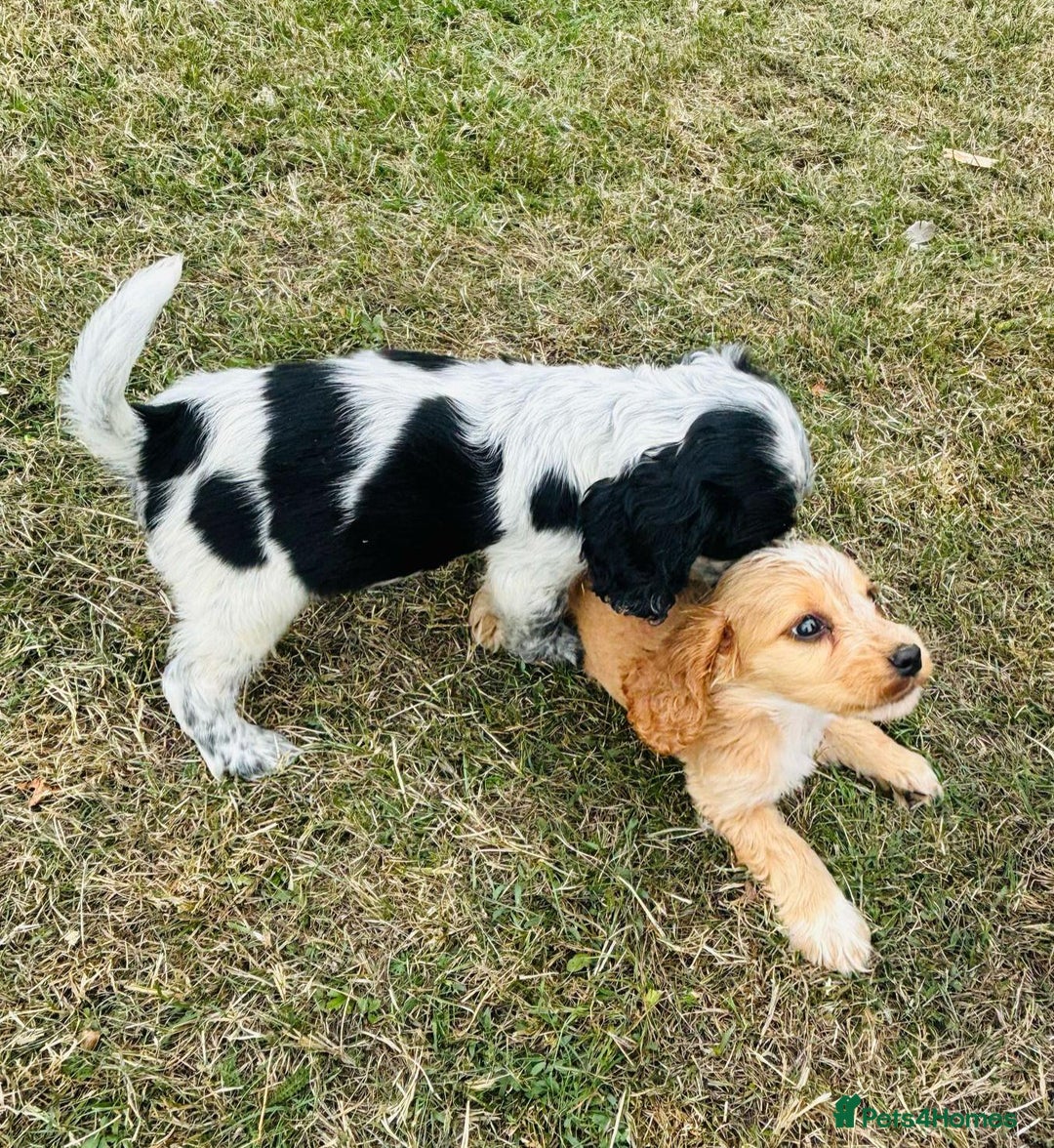 Cocker Spaniel dogs for sale: Cocker Spaniel Puppies  - Image 8