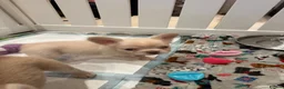 French Bulldog dogs for sale: French bull dogs  - Advert 9