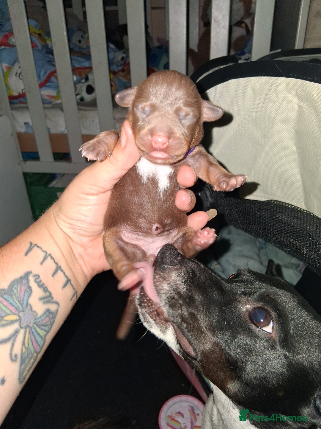 Mixed Breed dogs for sale: Jack Russell cross dachshund puppies  - Image 2