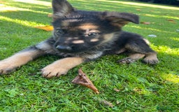 German Shepherd dogs for sale: Chunky Farm bred GSD pups ready now. - Image 19