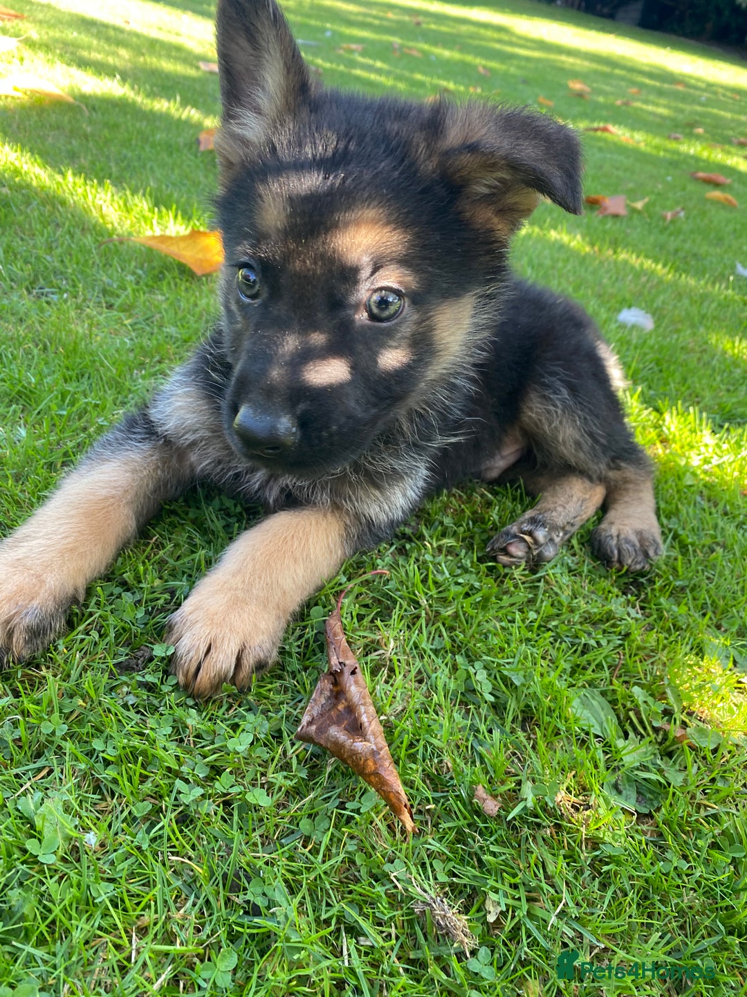 German Shepherd dogs for sale: Chunky Farm bred GSD pups ready now. - Image 19