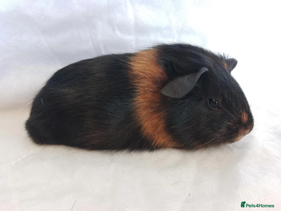 Guinea Pig rodents for sale: 2 lovely Brothers available as a pair  - Advert 1