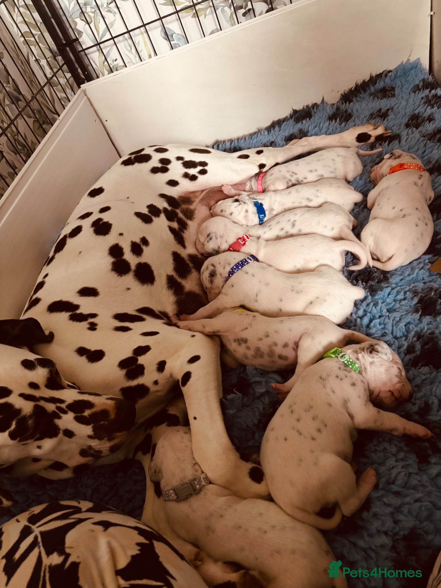 Dalmatian dogs *** Exceptional Litter Available *** - Advert 2