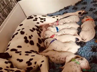 Dalmatian dogs *** Exceptional Litter Available *** - Advert 1