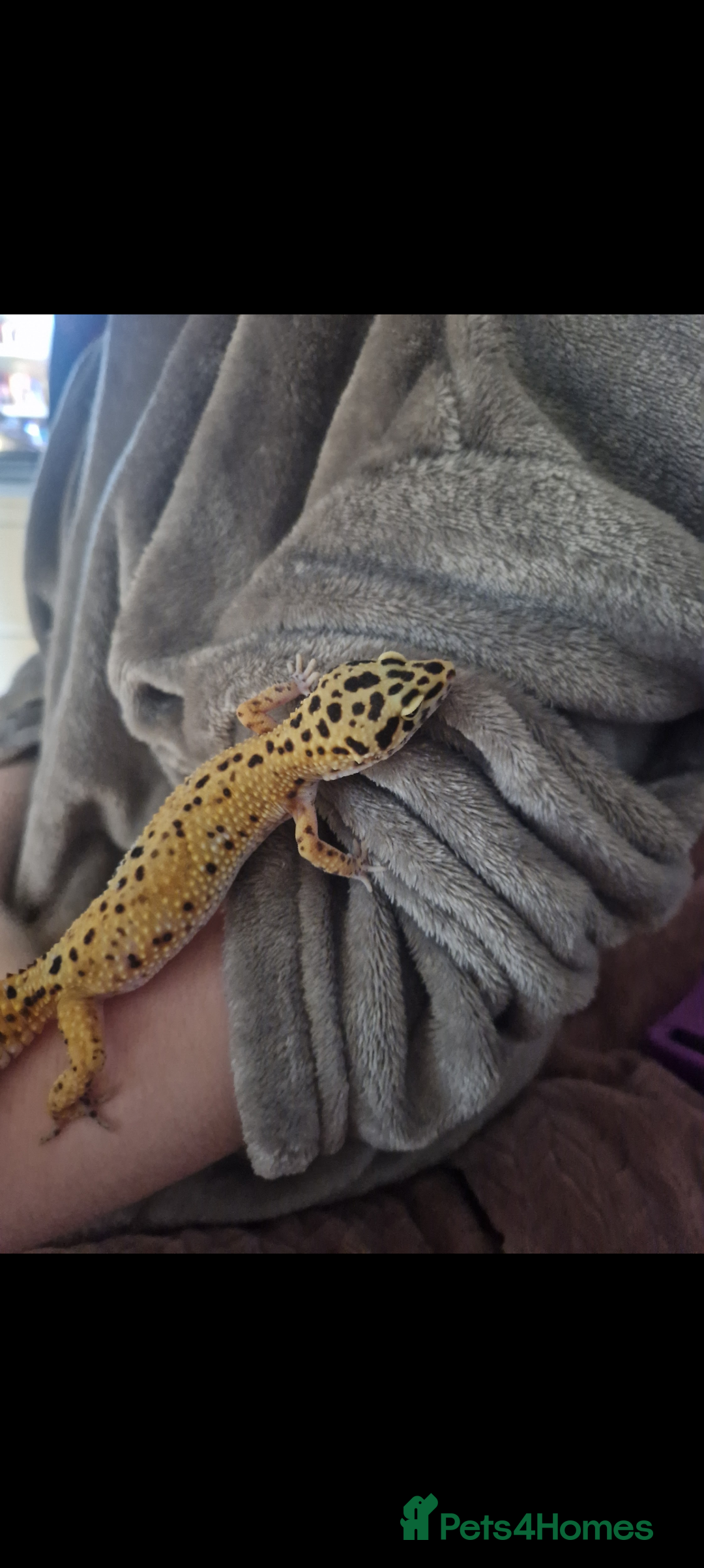Leopard Gecko reptiles for sale: Leopard gecko with 3ft viv - Image 2