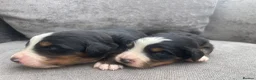 Bernese Mountain Dog dogs for stud: Outstanding kc reg Bernese mountain dog stud - Advert 14