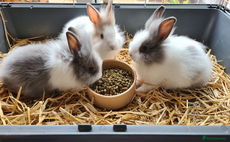 Lionhead rabbits in Oxford - Advert 18