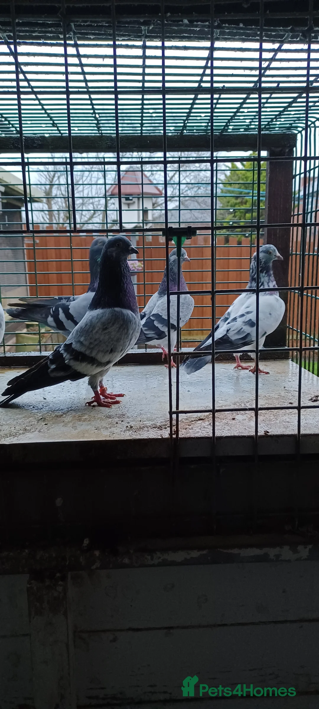 Pigeons birds for sale: 8 high flyers - Advert 4
