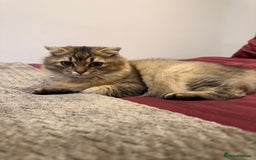 British Longhair cats for sale: Half British half Scottish fold male kitten  - Image 2