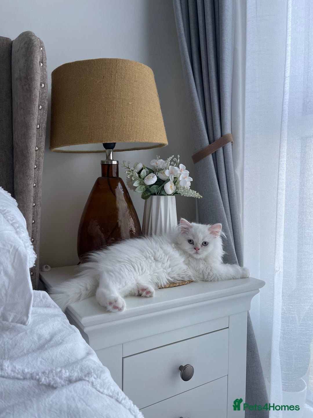 Persian cats for sale: Persian chinchilla kitten  - Image 4