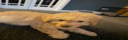 Labradoodle dogs for sale: Adorable miniature multigenerational Labradoodle  - Advert 13
