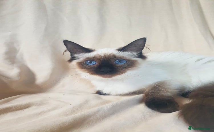 Ragdoll cats in Lancaster - Advert 15