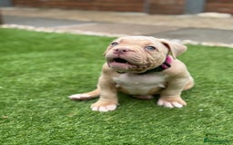 American Bully dogs for sale: Pocket bully female GREAT bloodline READY to leave - Image 12
