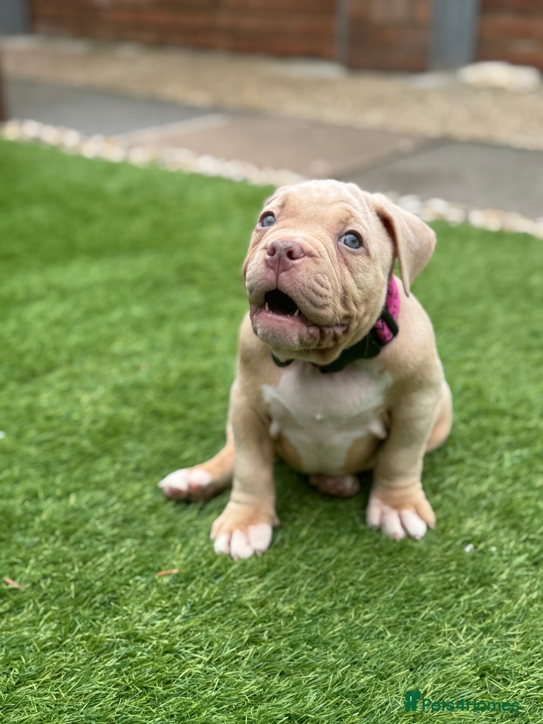 American Bully dogs for sale: Pocket bully female GREAT bloodline READY to leave - Image 12