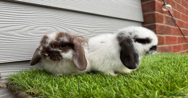 Mini Lop rabbits - Advert 3