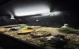 Tortoise reptiles for sale: 5 year old tortoises  - Image 2