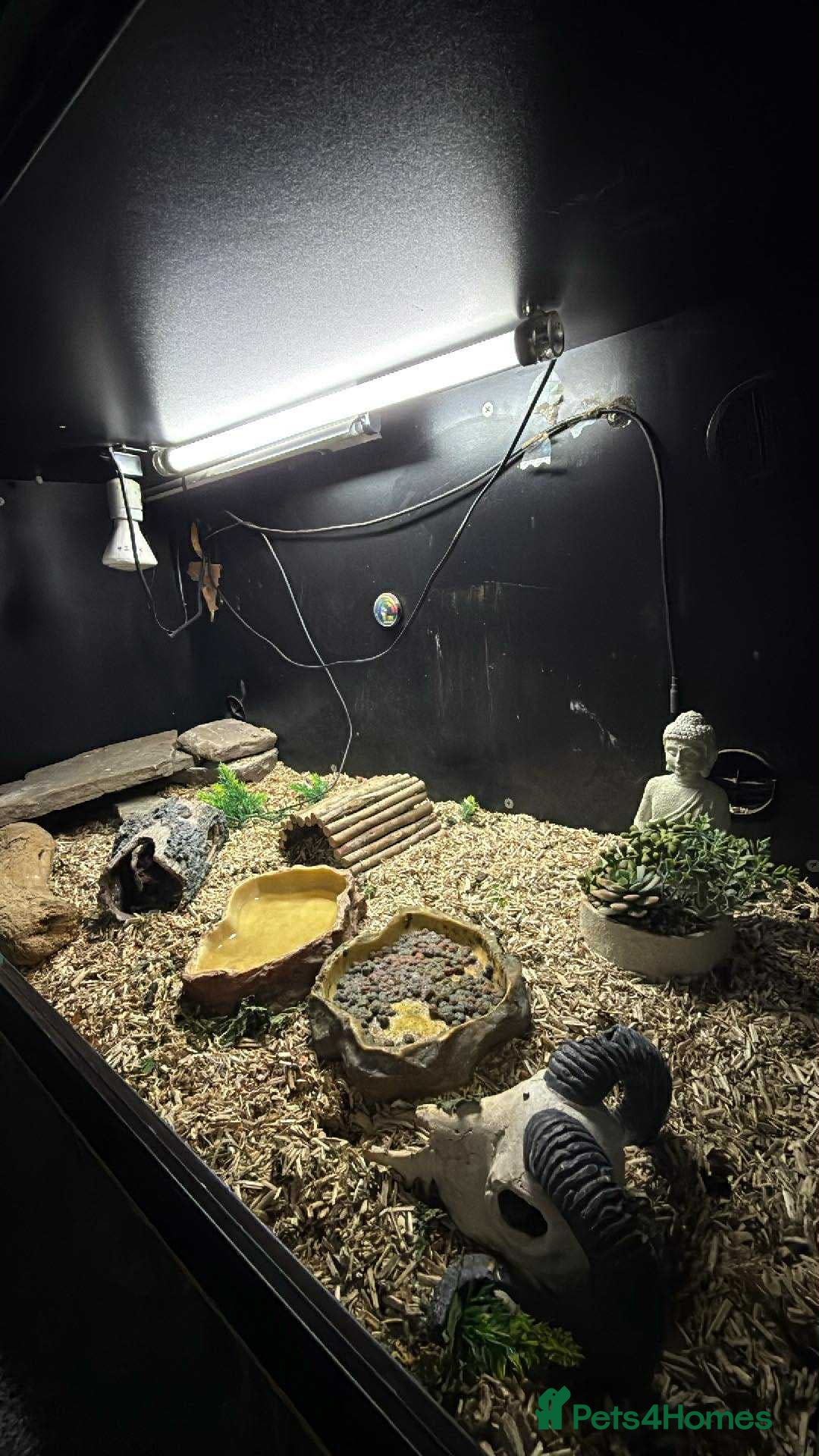 Tortoise reptiles for sale: 5 year old tortoises  - Image 2