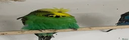Budgerigars birds for sale: Budgies for sale  - Advert 7