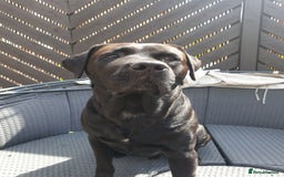 Cane Corso dogs for stud: Cane corso stud - Image 8
