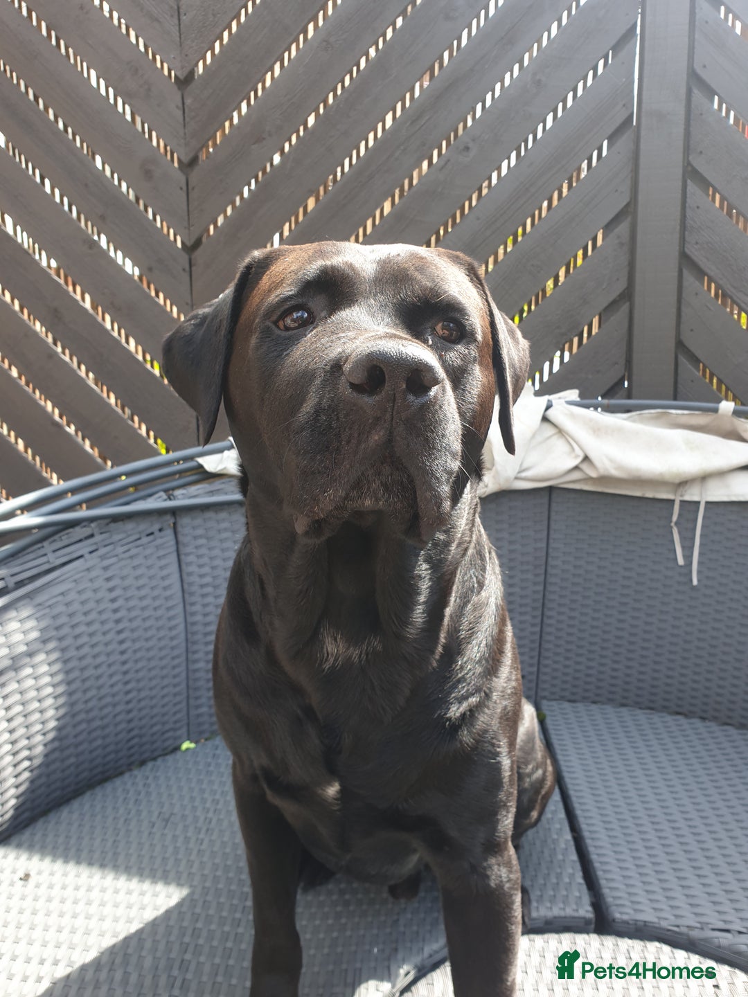Cane Corso dogs for stud: Cane corso stud - Image 8