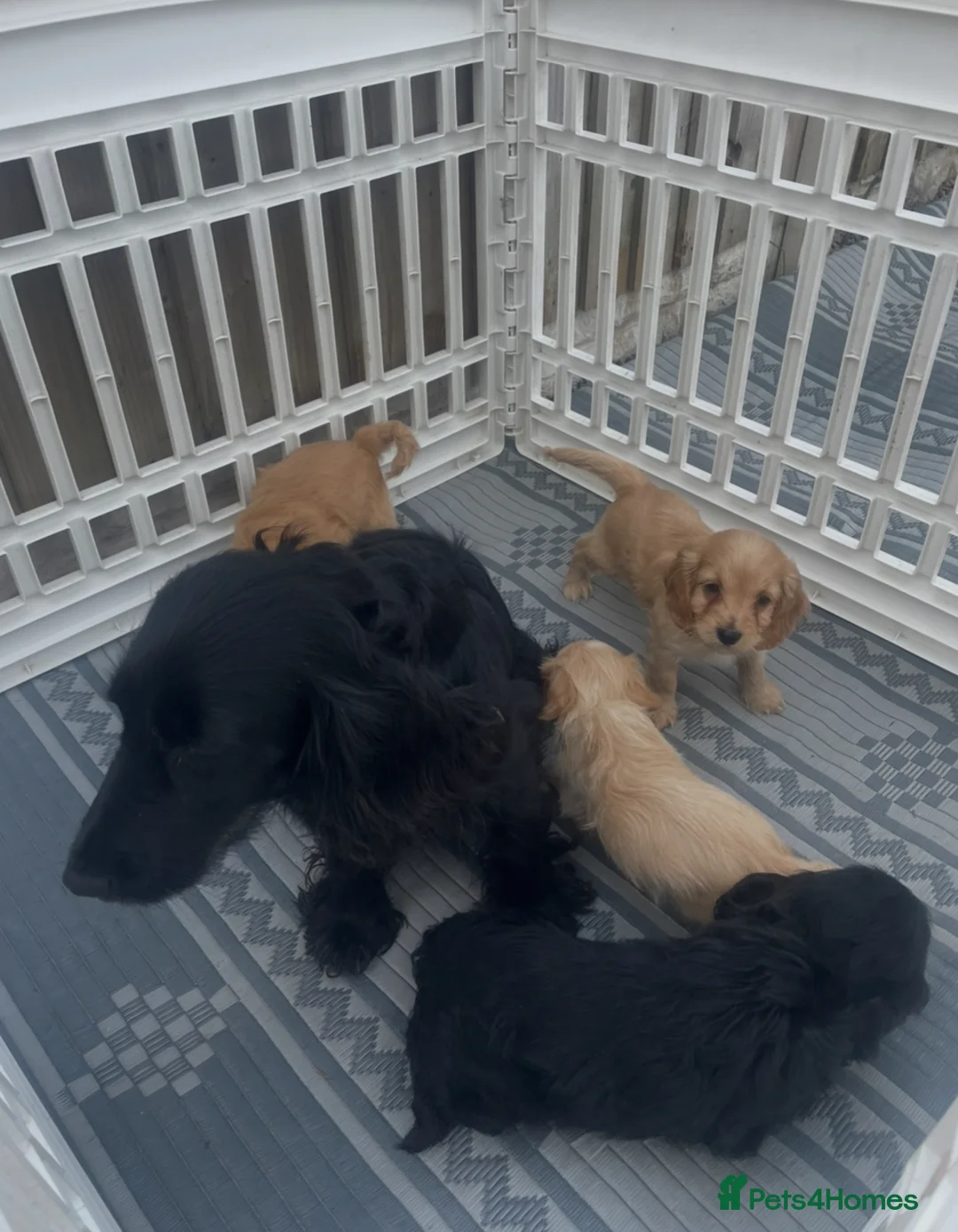 Cockapoo dogs for sale: Lovely miniature cockatoos for sale - Advert 6