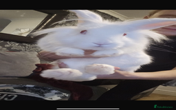 Lionhead rabbits for sale: Lionhead rabbit for sale. - Advert 3