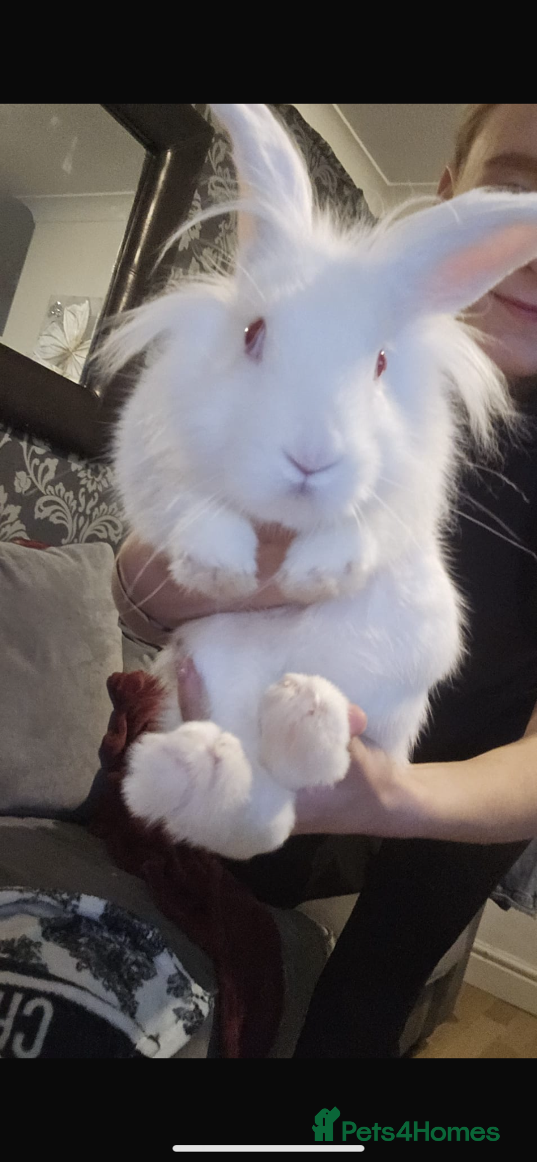 Lionhead rabbits for sale: Lionhead rabbit for sale. - Advert 3