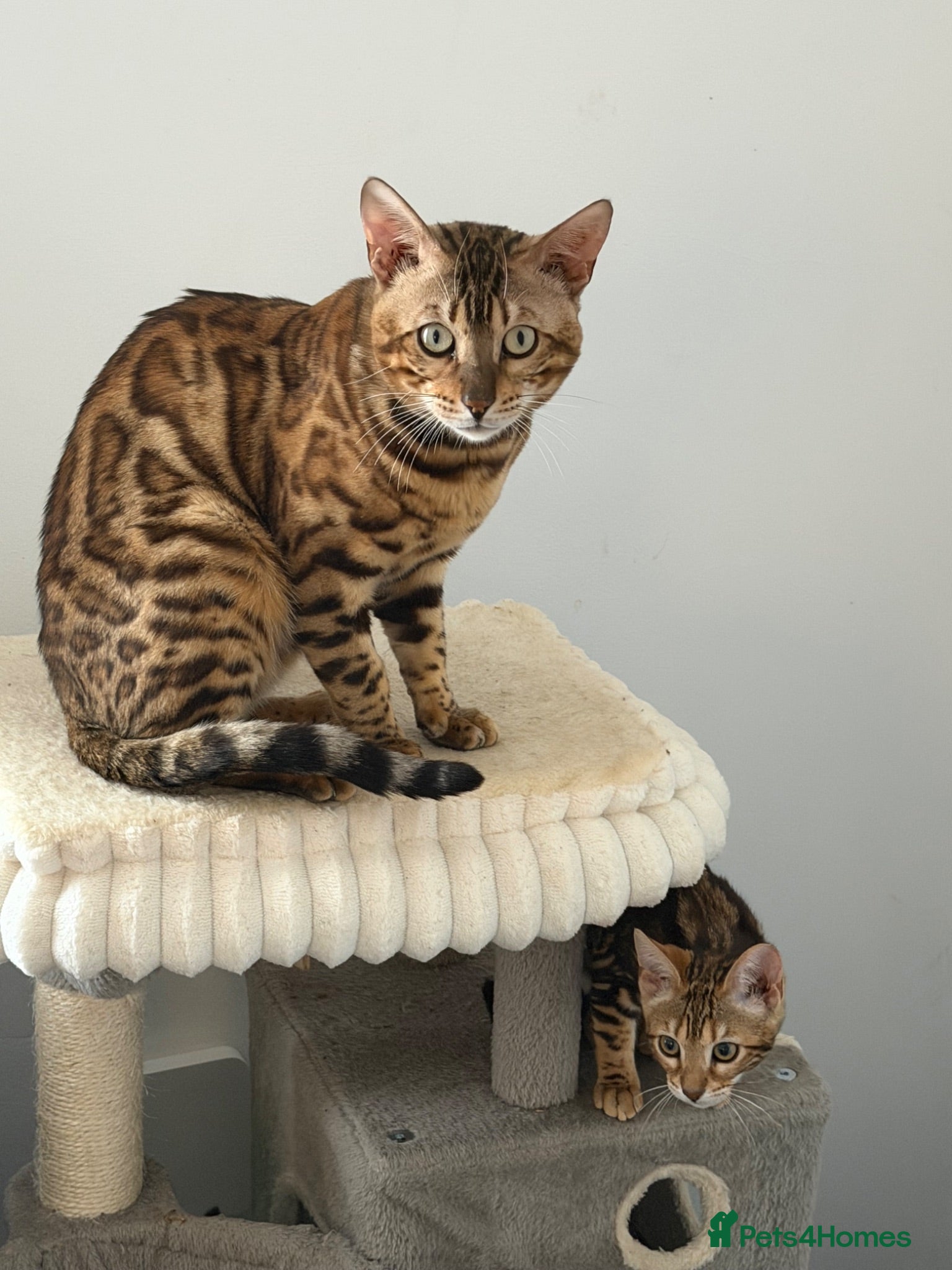 Bengal cats Absolutely stunning Bengal cat  - Advert 10