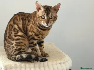 Bengal cats Absolutely stunning Bengal cat - Advert 6