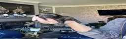 Shih Tzu dogs for sale: Shihtzu-Poodle mix Toy shihpoo puppies  - Advert 4