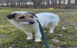 Mixed Breed dogs for adoption: Zori - Badersfield Norfolk  - Image 30