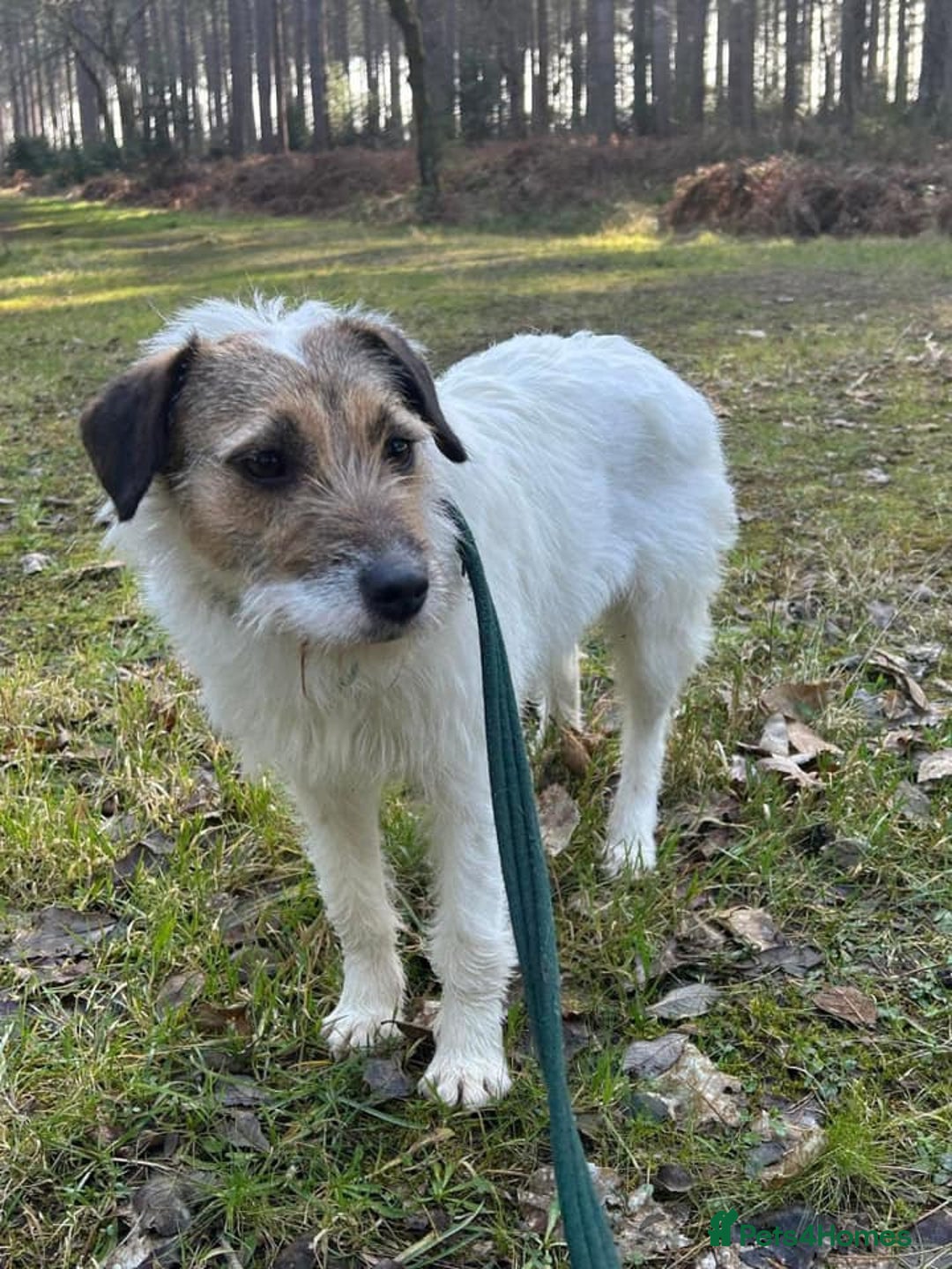 Mixed Breed dogs for adoption: Zori - Badersfield Norfolk  - Image 30