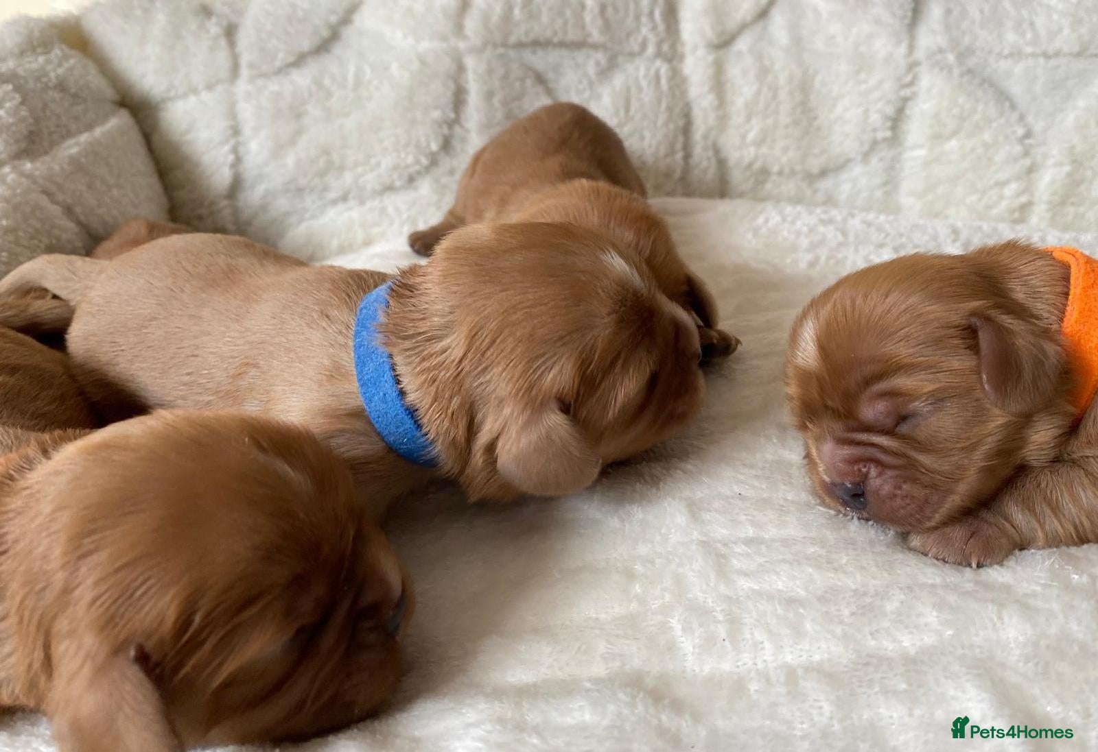 Cavalier King Charles Spaniel dogs Beautiful KC and DNA tested cavalier boys - Advert 2