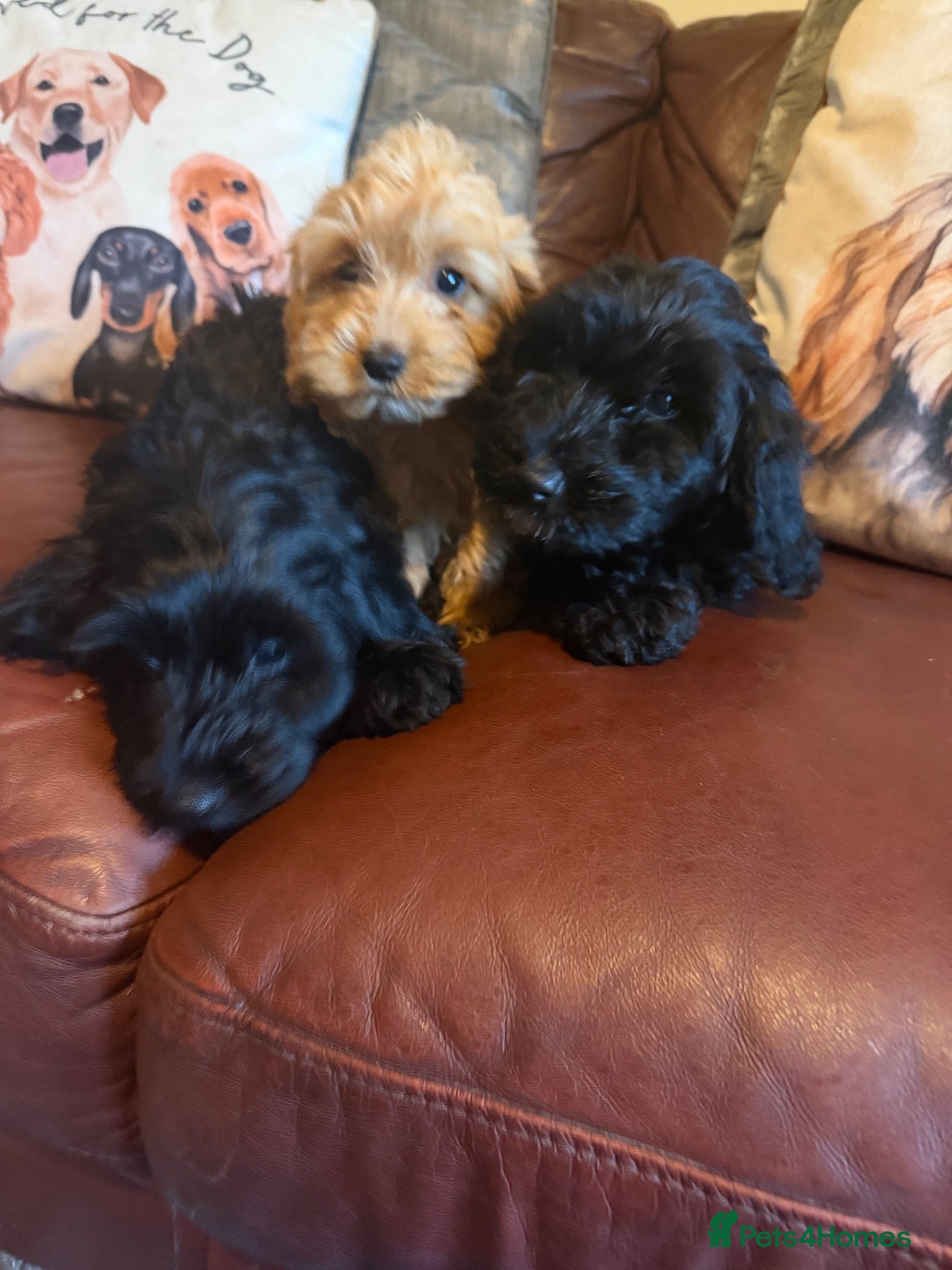 Cockapoo dogs REDUCED Ready to leave! Stunning cockapoo puppies  - Advert 1