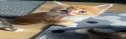 Mixed Breed cats for sale: 6 kittens for sale  - Advert 5