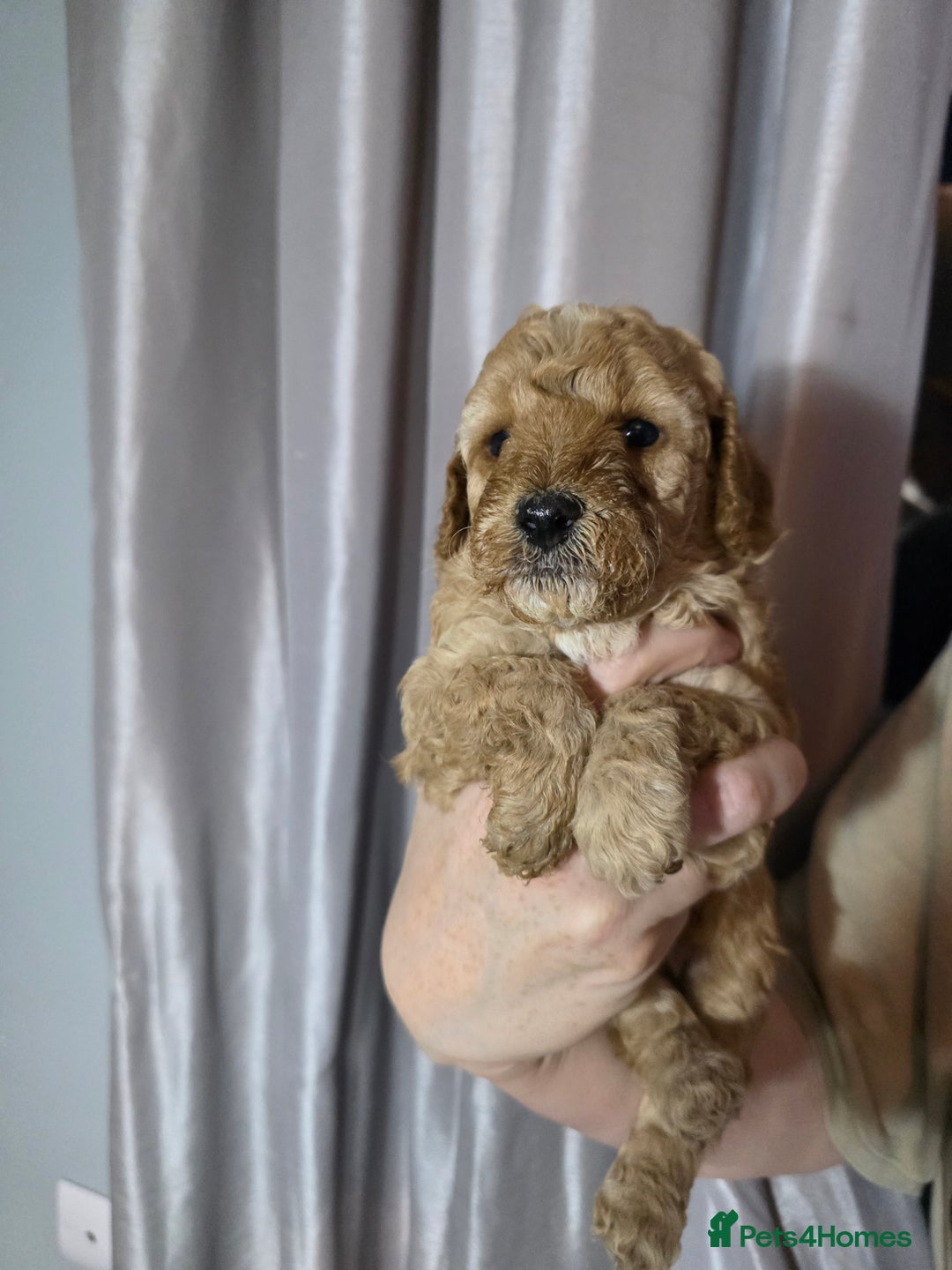 Cockapoo dogs for sale: Cockapoo puppies   - Advert 3