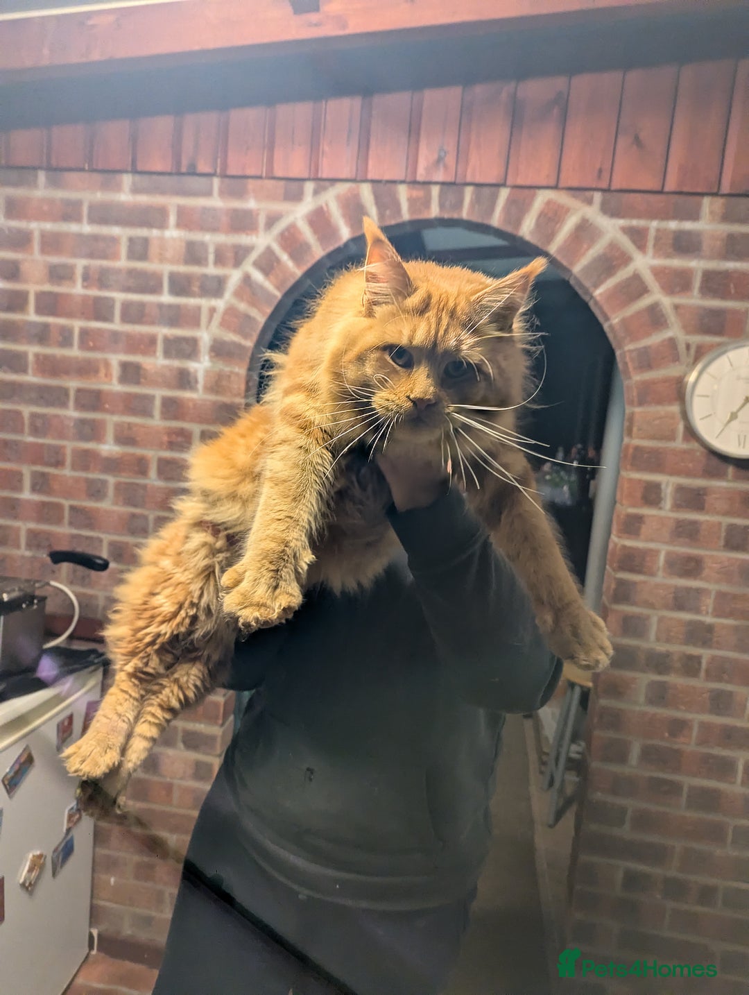 Maine Coon cats for sale: Maine coon  - Advert 1