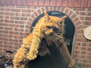 Maine Coon cats Maine coon - Advert 10