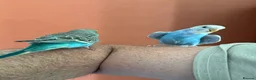 Budgerigars birds for sale: Two Budgies for Sale 🦜 in Nottingham - Advert 12