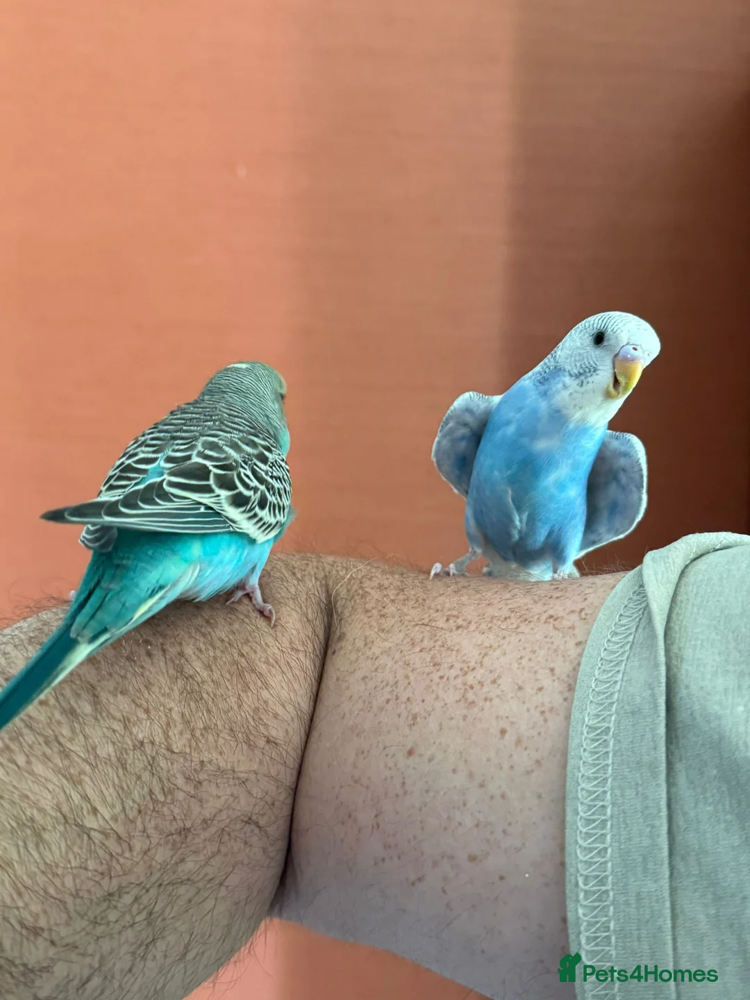 Budgerigars birds for sale: Two Budgies for Sale 🦜 in Nottingham - Advert 12