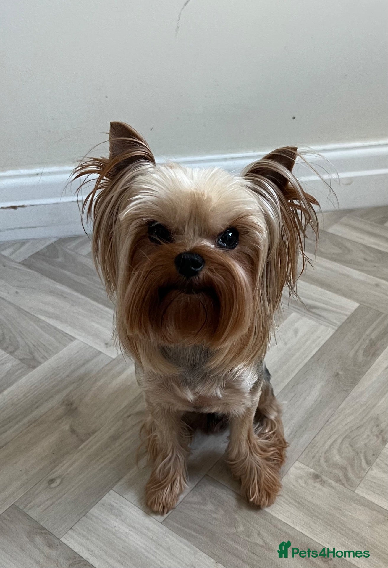 Yorkshire Terrier dogs Cute little boy  - Advert 1