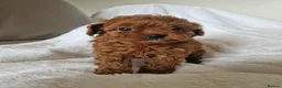 Cavapoo dogs for sale: 7 Beautiful Deep Red Cavapoo Puppies - Advert 13