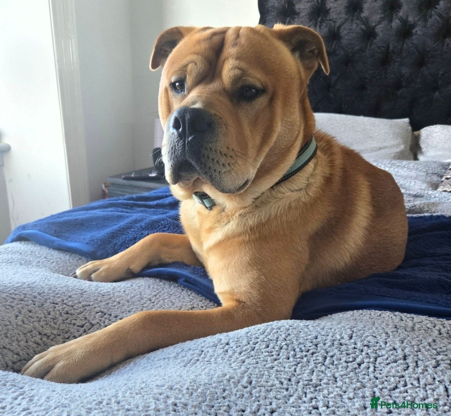 Mixed Breed dogs Blaze - Advert 15