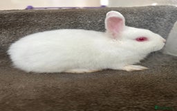 Netherland Dwarf rabbits for sale: Pure bred netherland dwarf ready to reserve  - Image 21