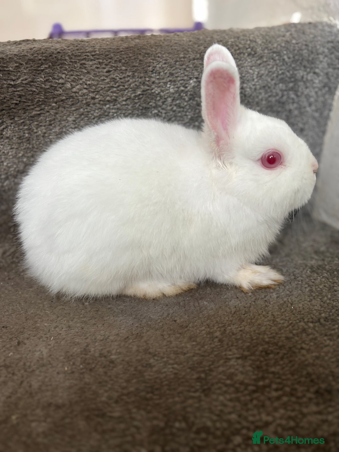 Netherland Dwarf rabbits for sale: Pure bred netherland dwarf ready to reserve  - Image 21