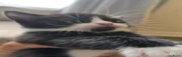 Mixed Breed cats for sale: Mixed breed cats  in Dover - Advert 4