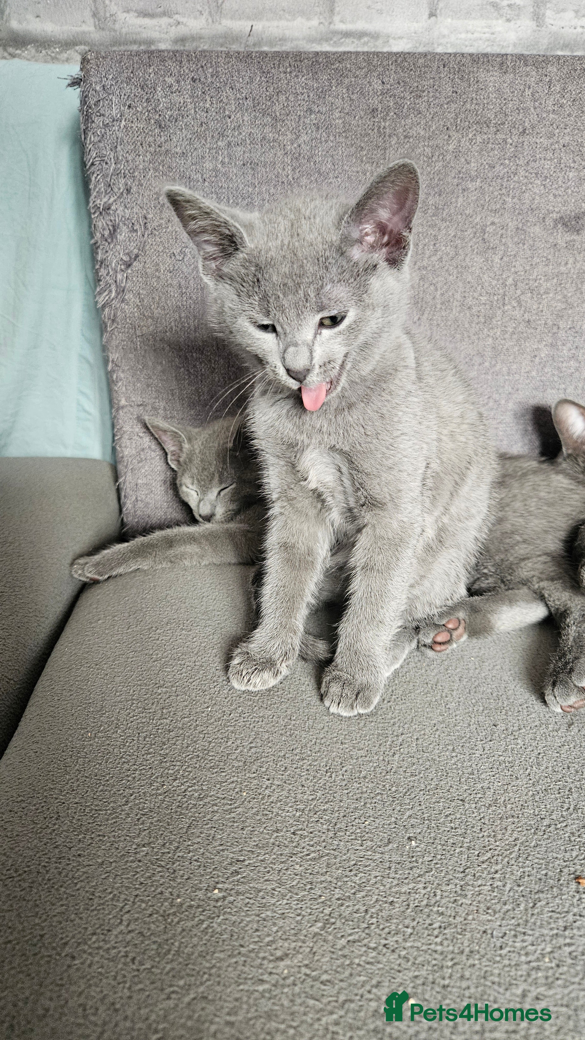 Russian Blue cats TICA Russian Blue  - Advert 2