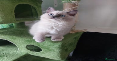 Ragdoll cats Adorable purebred original Ragdoll boy. 🐱 - Advert 1
