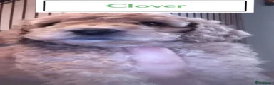 Clover