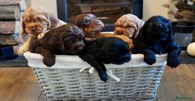 Cocker Spaniel dogs - Advert 2